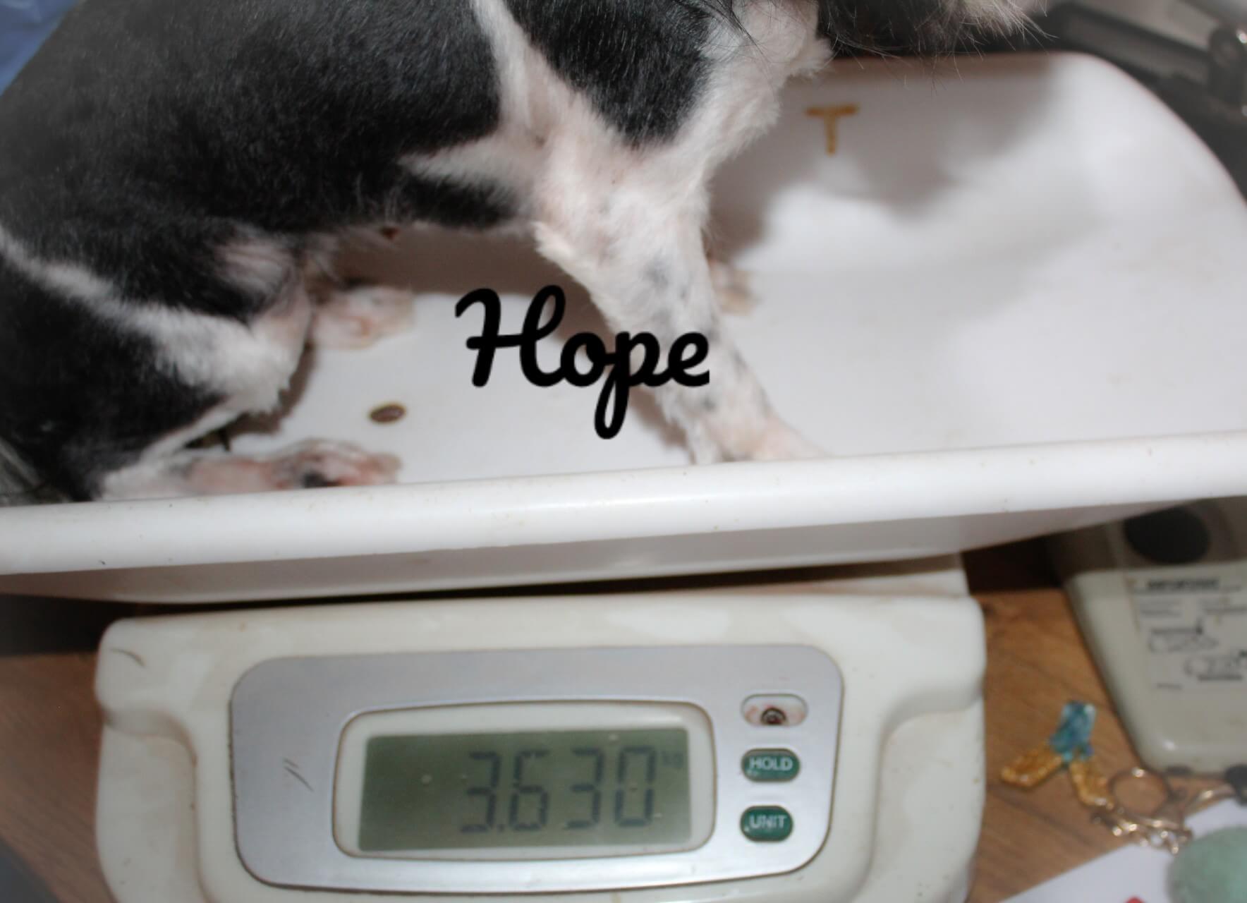 Hope weight_Watermarked