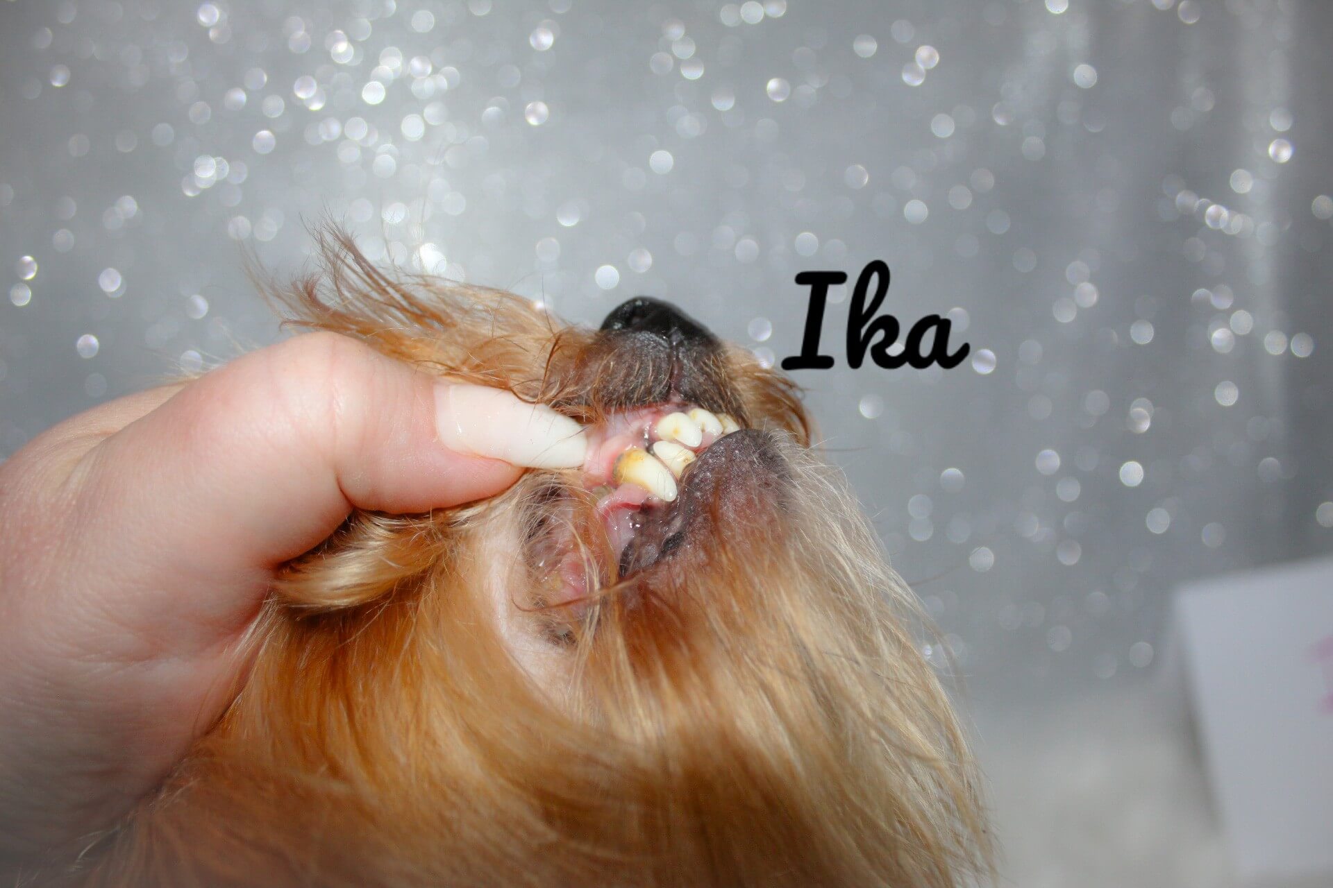 ika teeth_Watermarked