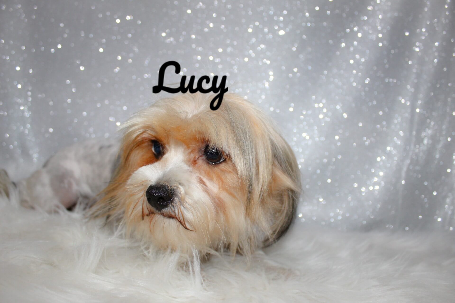 lucy1_Watermarked