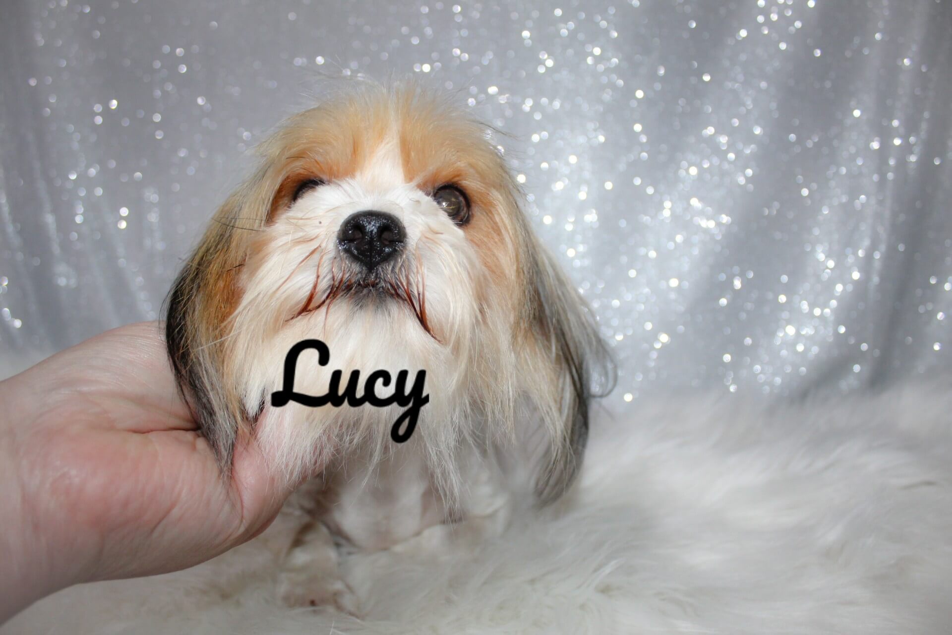 lucy2_Watermarked
