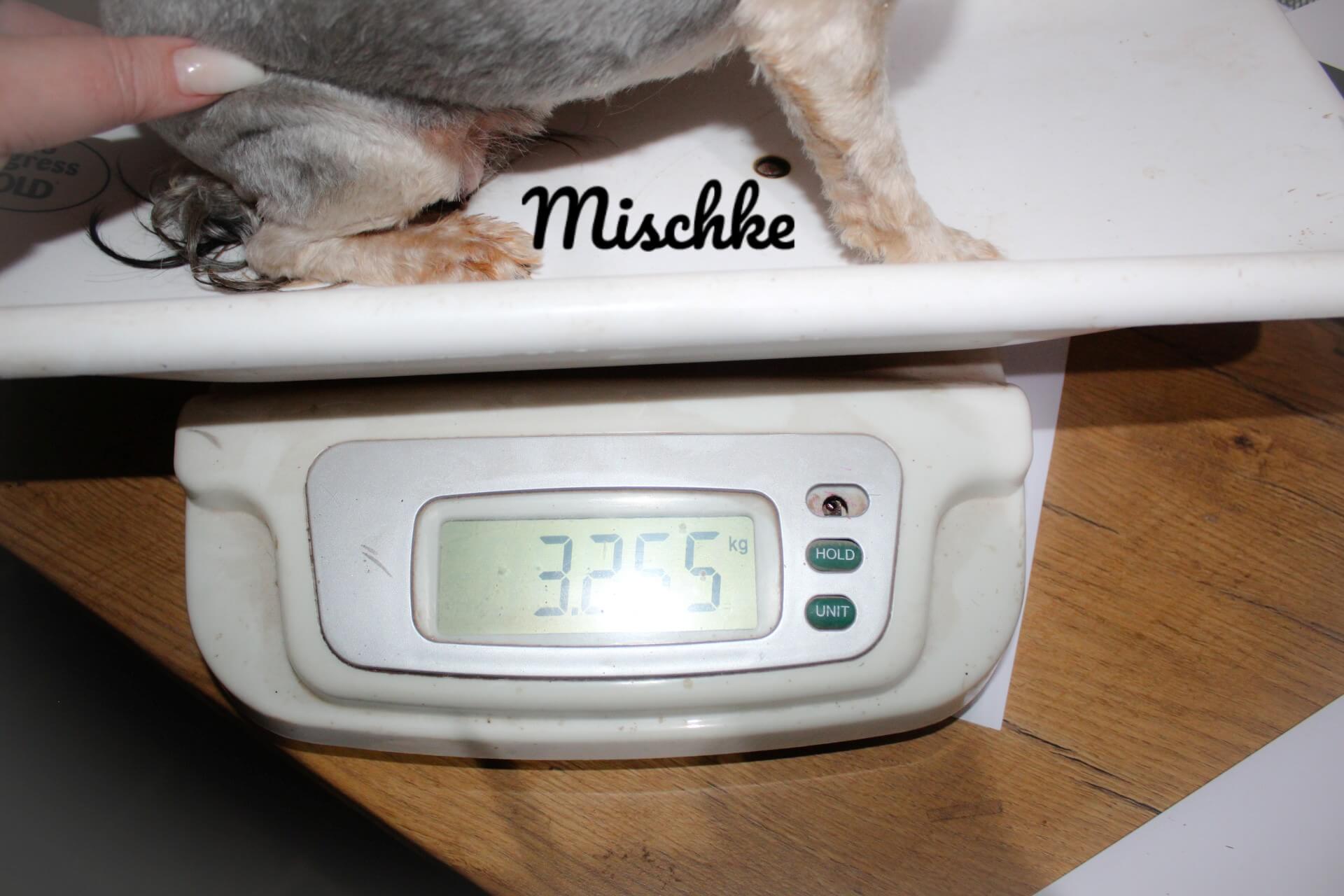 mischke weight_Watermarked