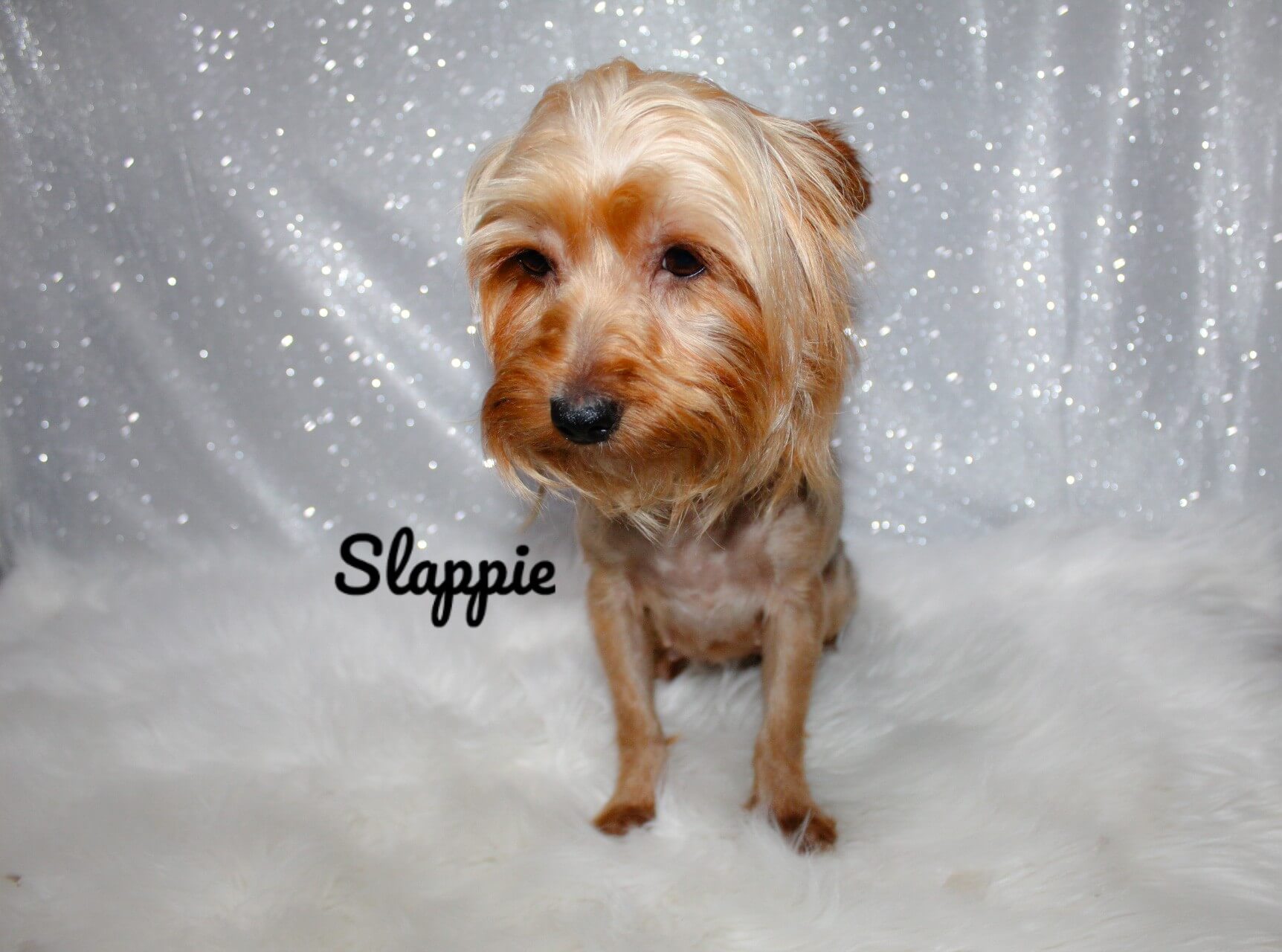 slappie2_Watermarked