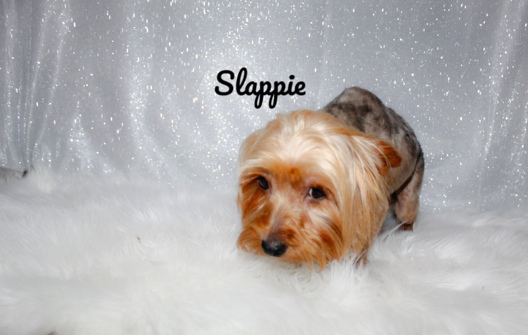 slappie4_Watermarked