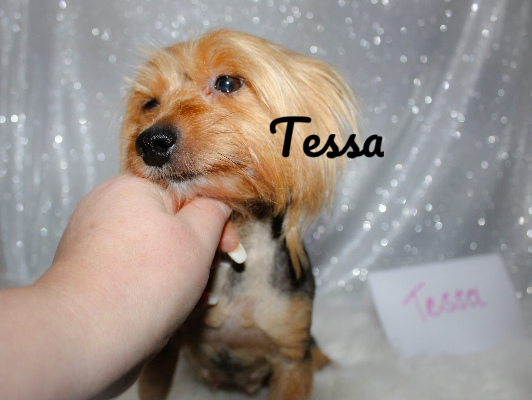 tessa2_Watermarked